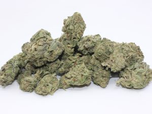 THE 💯 - BLUE CITY DIESEL