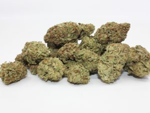 THE 💯 - WHITE GORILLA