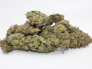 THE 💯 - MONSTER MASH