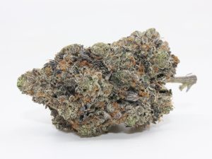 PINK RAPTOR (AAAA++) - MARY JAY PREMIUM