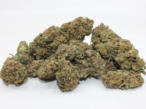 THE 💯 - DOCTOR HAZE