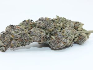 SILVER MOON (AAAA)