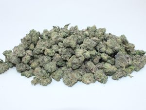 THE 💯 - DUTCH BLUE