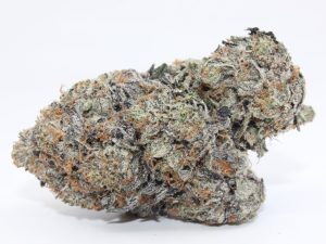 KING'S PINK (AAAA++) - MARY JAY PREMIUM