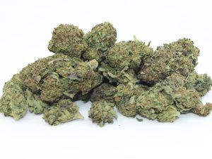 THE 💯 - GATOR BREATH